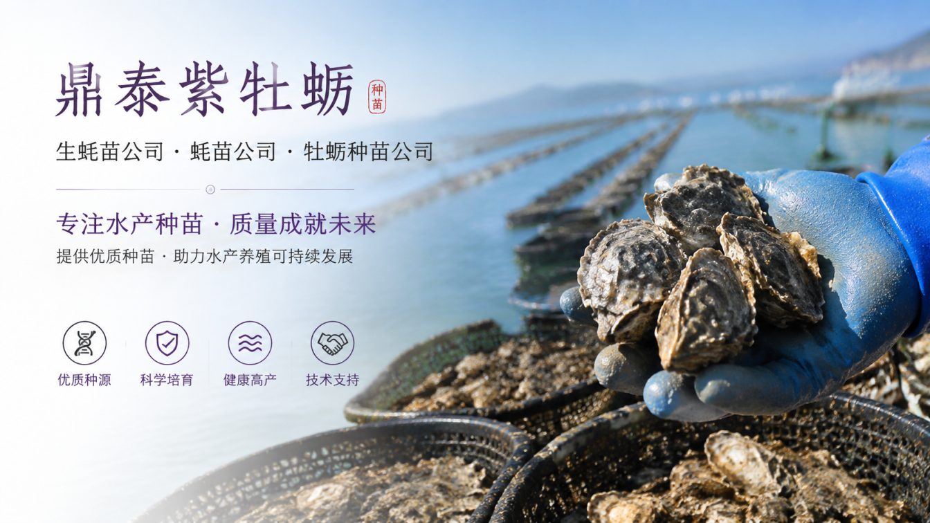 辽阳为南北养殖场提供三倍体生蚝苗方案